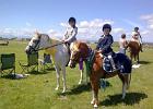 Horse Activities